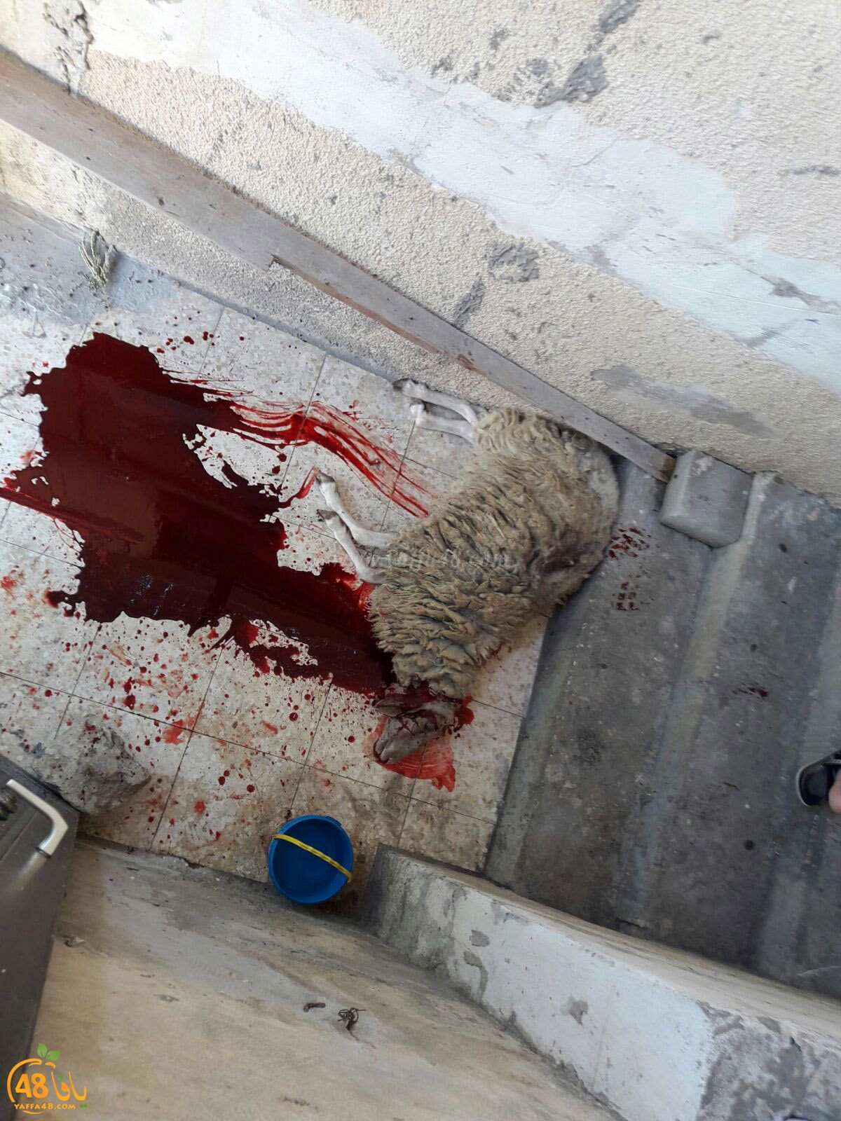 dab7 ada7y wu3ed (28).jpg